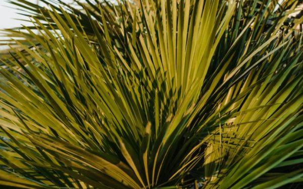 Ce sunt extractele de palmier pitic și cum acționează asupra prostatei?