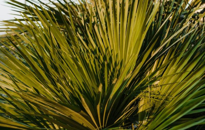 Ce sunt extractele de palmier pitic și cum acționează asupra prostatei?